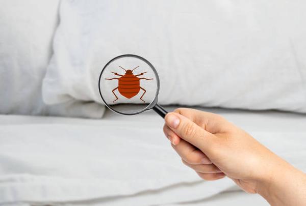 How to Choose the Right Bed Bug Extermination Service